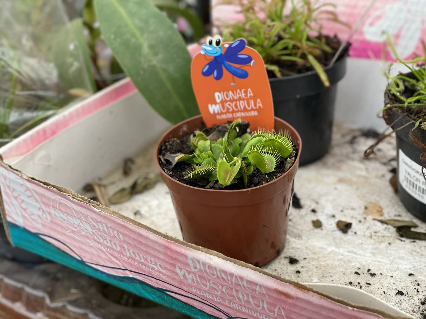 Dionaea Muscipula