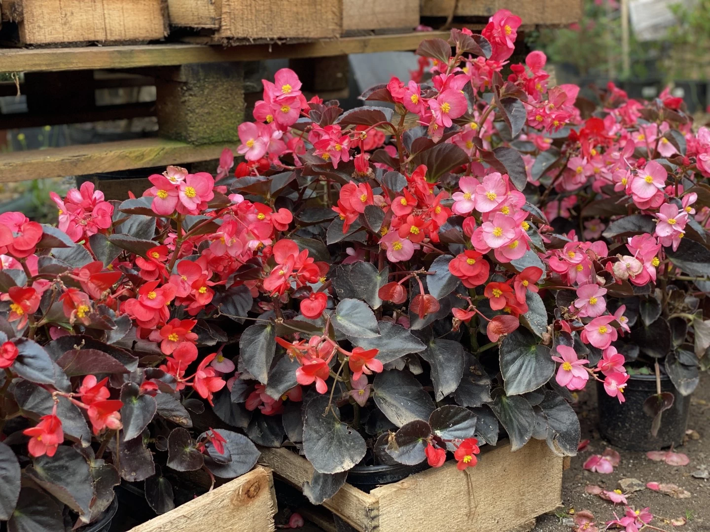 Muda de Begonia 