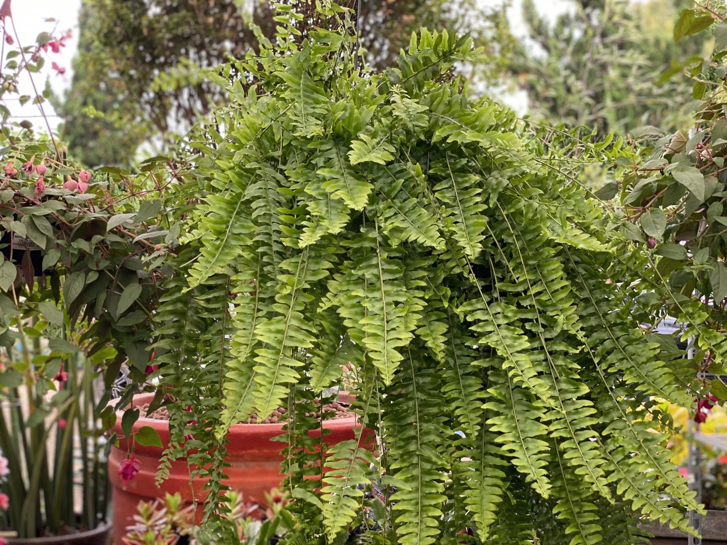 Samambaia