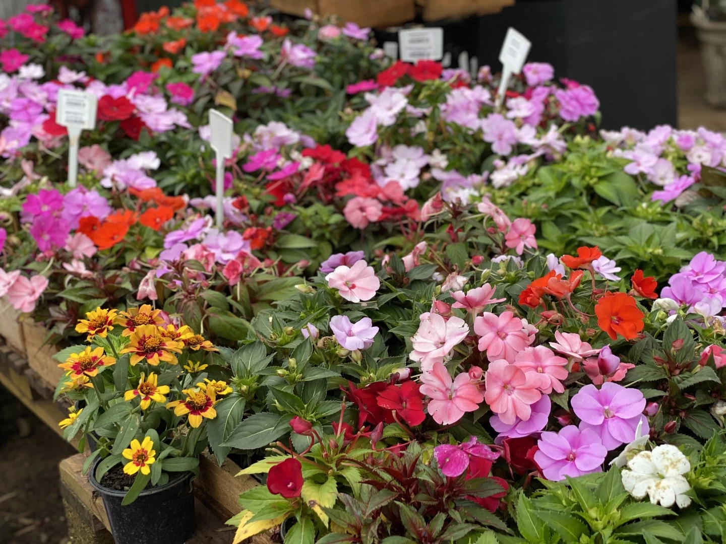 Sunpatiens