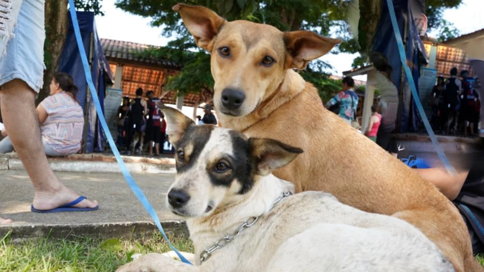 Feira de adoção