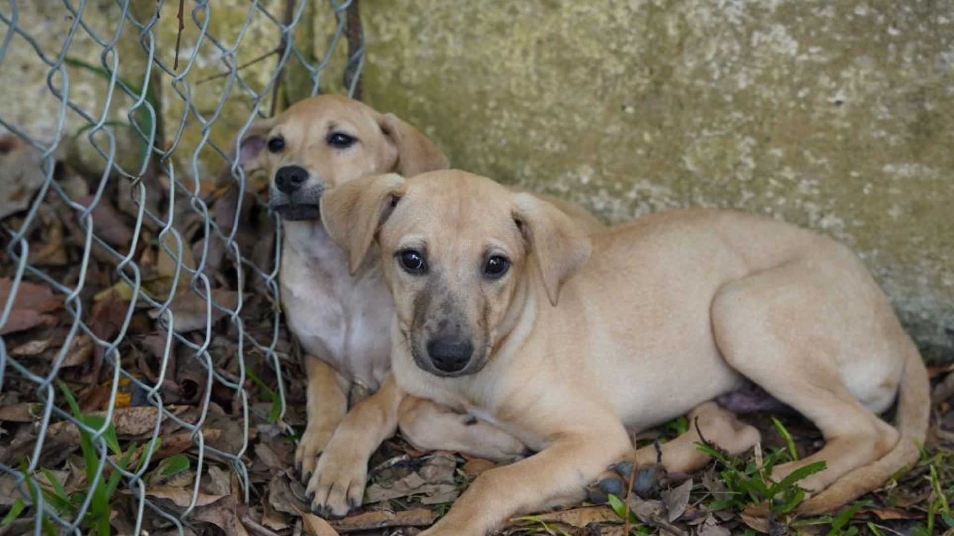 Feira de Adoção Animal no dia 11/02