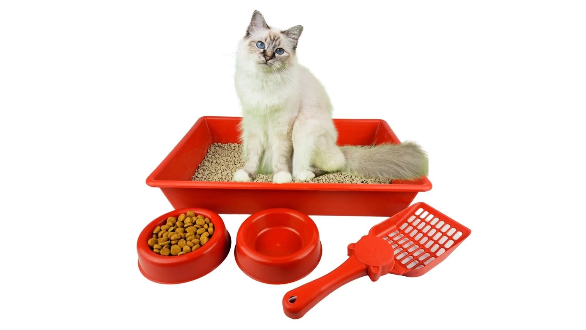 Caixa de Areia para Gatos