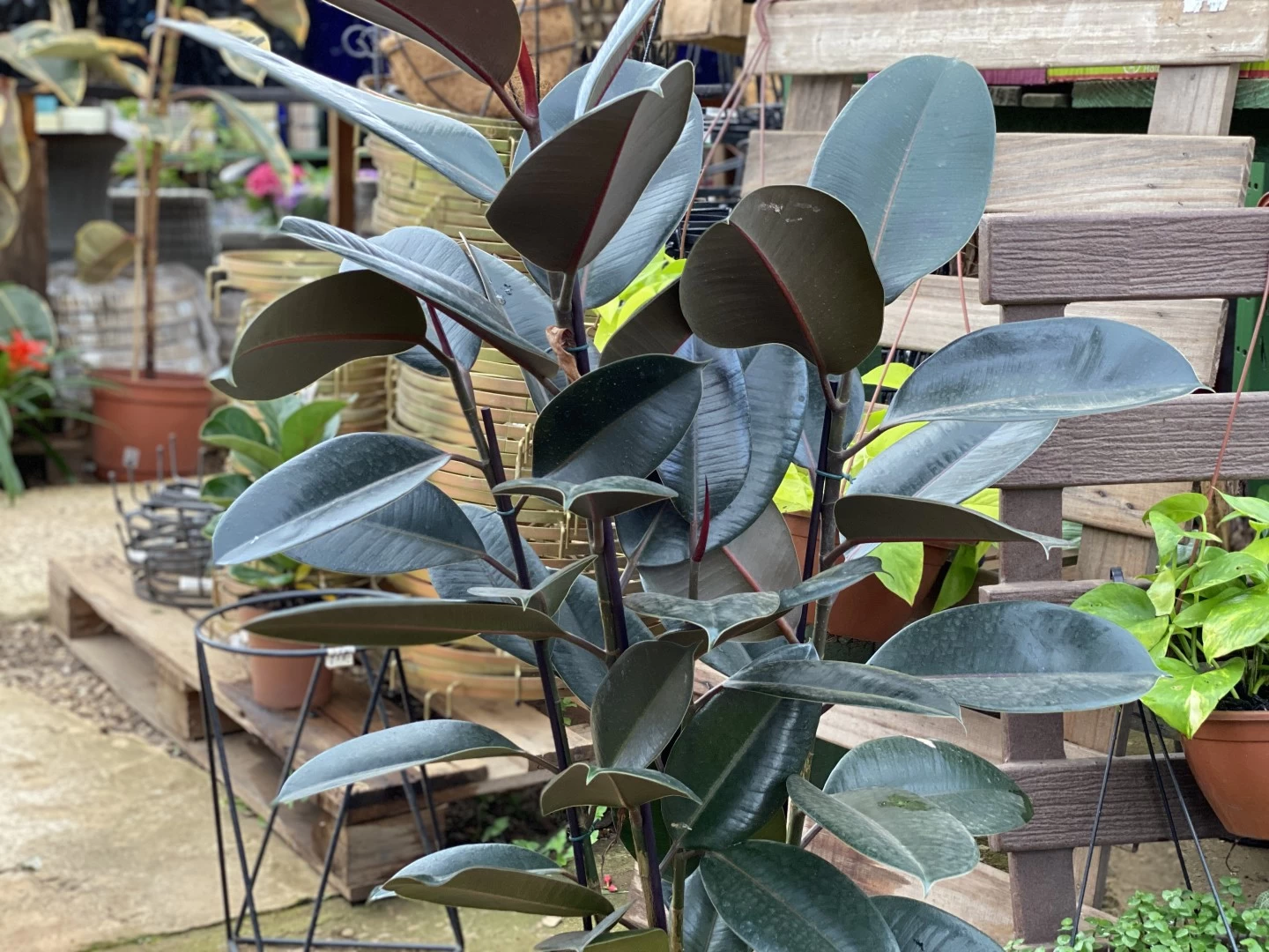 Ficus Elastica