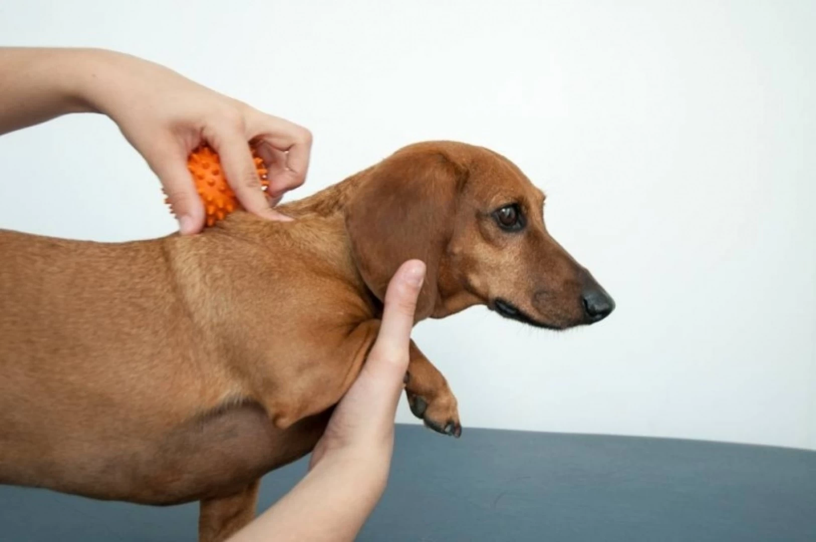 Fisioterapia para Cães 