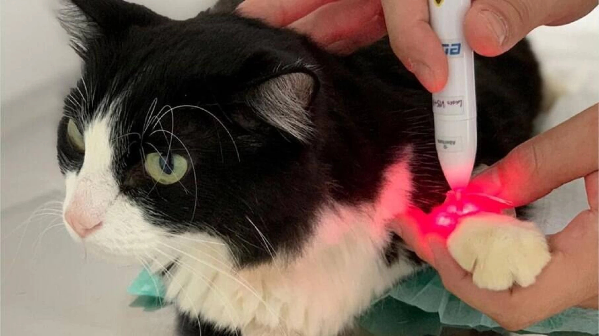 Laserterapia pare Gatos