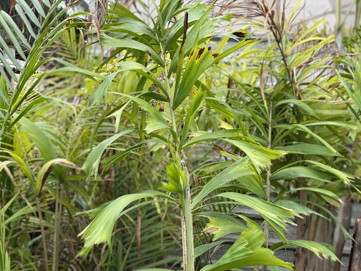 Palmeira Rabo de Raposa