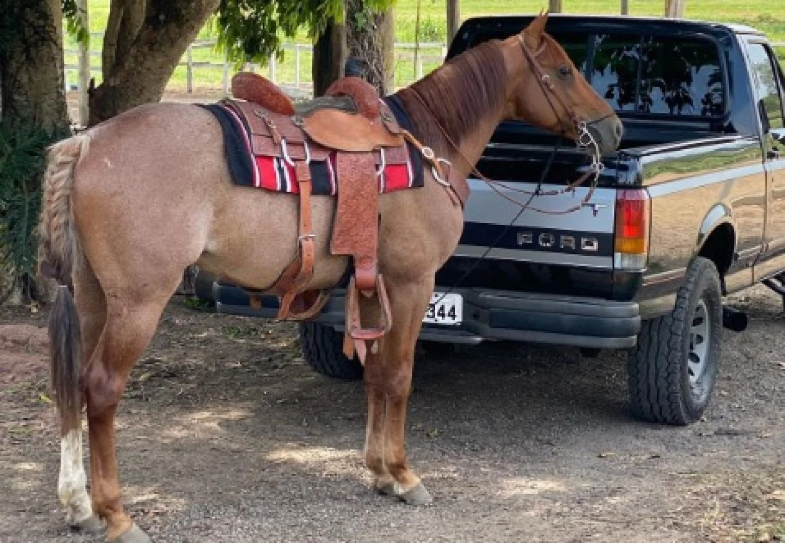 Passeio a Cavalo